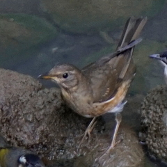 Turdus chrysolaus