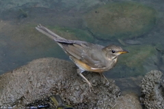 Turdus chrysolaus