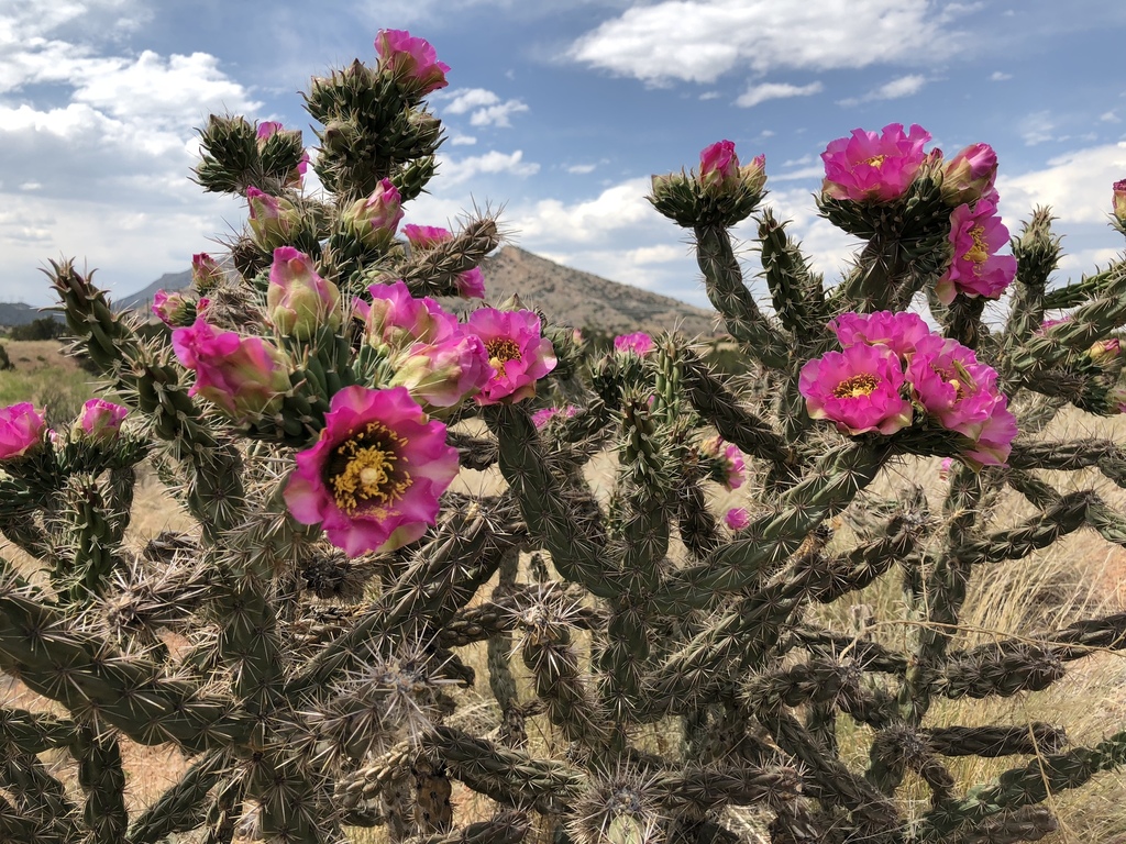 Tree Cholla