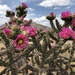 Cylindropuntia imbricata - Photo 不保留任何權利