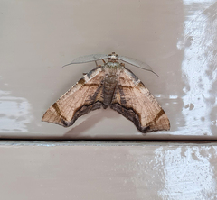 Achrosis incitata