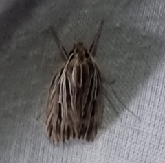 Leistarcha scitissimella