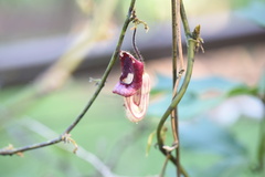 Aristolochia howii