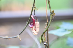 Aristolochia howii