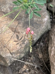 Indigofera tristis