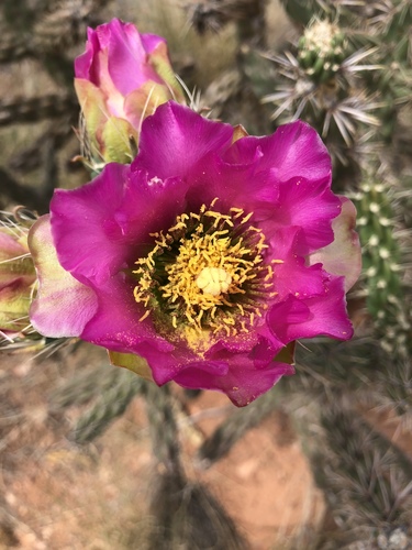Cylindropuntia imbricata