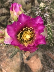 Cylindropuntia imbricata