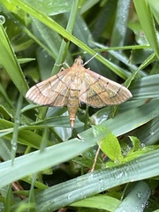 Spilomelinae