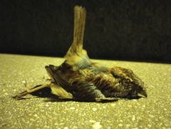 Zonotrichia albicollis