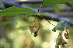 Aristolochia versicolor