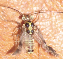 Teliapsocus conterminus