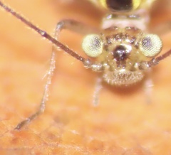 Teliapsocus conterminus