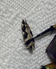 Macrobathra bigerella