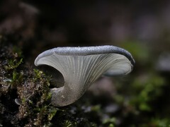 Inflatostereum glabrum