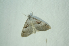 Aplocera praeformata