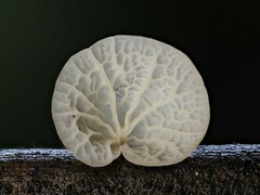 Marasmiellus