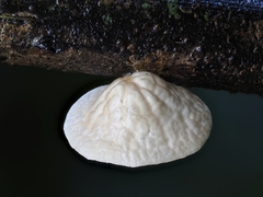 Marasmiellus