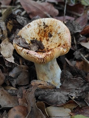 Russula atropurpurea