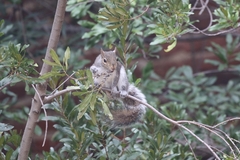 Sciurus carolinensis