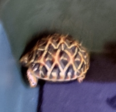 Geochelone