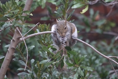Sciurus carolinensis