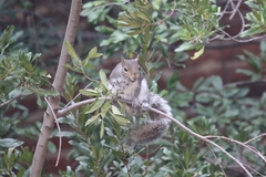 Sciurus carolinensis