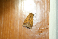 Pyrrhia umbra