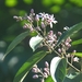 Trichospermum mexicanum - Photo (c) Silvano LG, μερικά δικαιώματα διατηρούνται (CC BY-NC), uploaded by Silvano LG