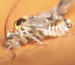 Teliapsocus conterminus