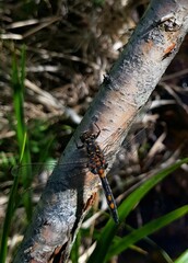 Leucorrhinia rubicunda