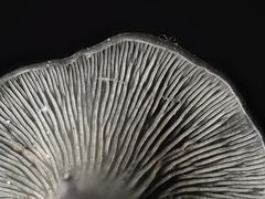 Inflatostereum glabrum