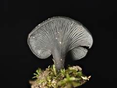 Inflatostereum glabrum