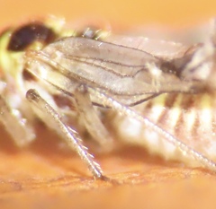 Teliapsocus conterminus