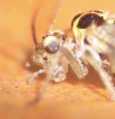 Teliapsocus conterminus