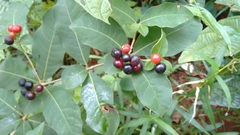 Rauvolfia tetraphylla