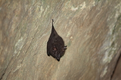 Rhinolophus formosae