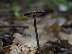 Sanguinoderma rugosum