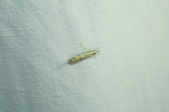 Catoptria falsella