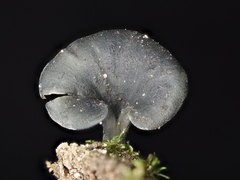 Inflatostereum glabrum