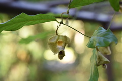 Aristolochia versicolor