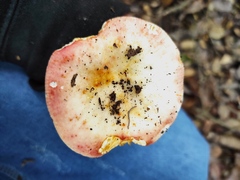 Russula atropurpurea
