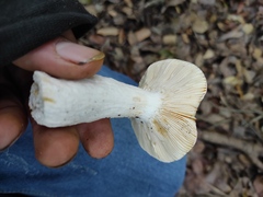 Russula atropurpurea