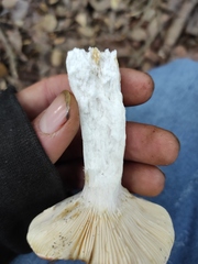 Russula atropurpurea