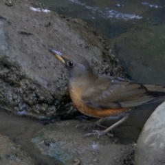 Turdus chrysolaus