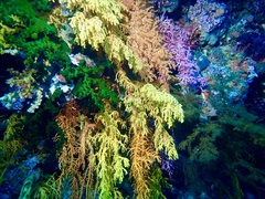 Chironephthya