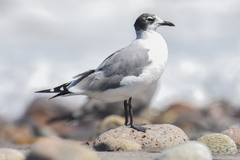 Leucophaeus pipixcan