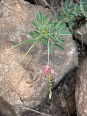 Indigofera tristis