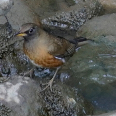 Turdus chrysolaus
