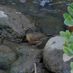 Turdus chrysolaus