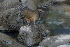 Turdus chrysolaus